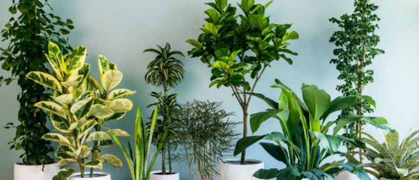Seed these Indoor Plants to Purify Your Home